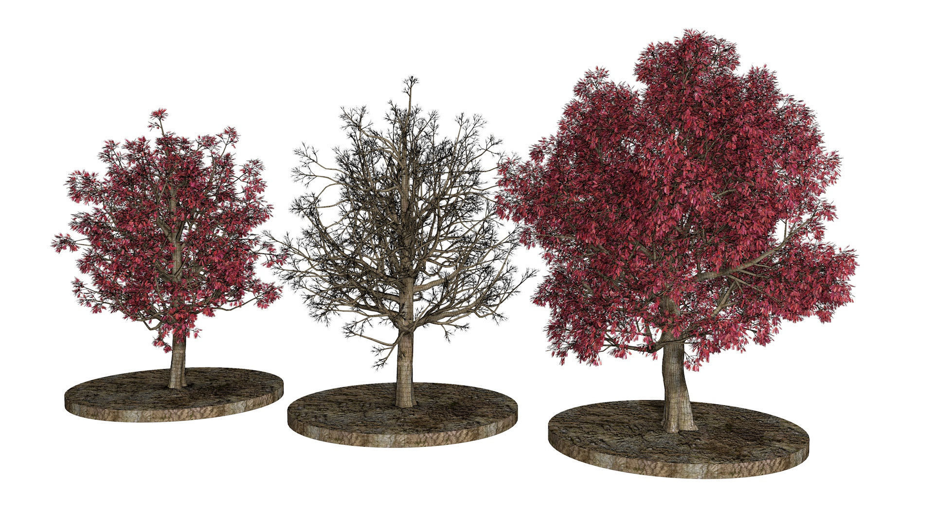 Three Pink trees v2 3D model_8