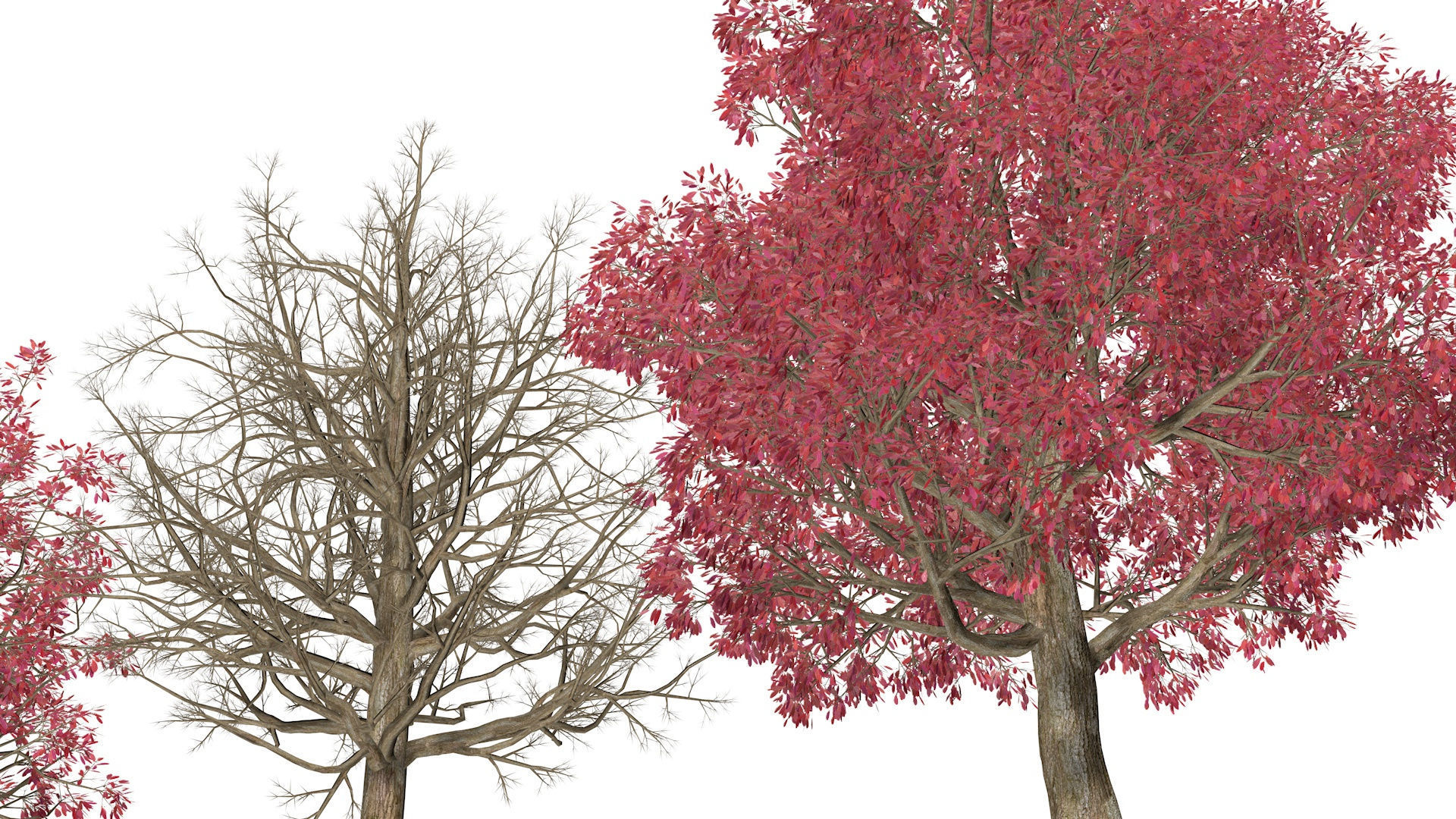 Three Pink trees v2 3D model_4