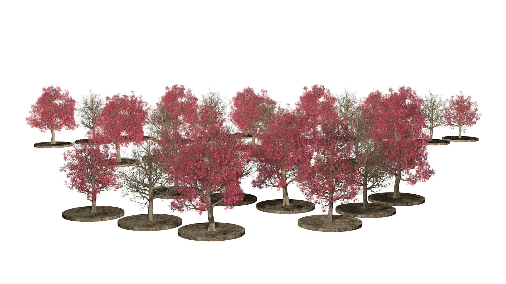 Three Pink trees v2 3D model_6