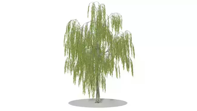 Weeping Willow 3D model