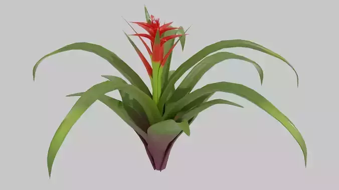 Bromeliad bird of paradise plant 3D model