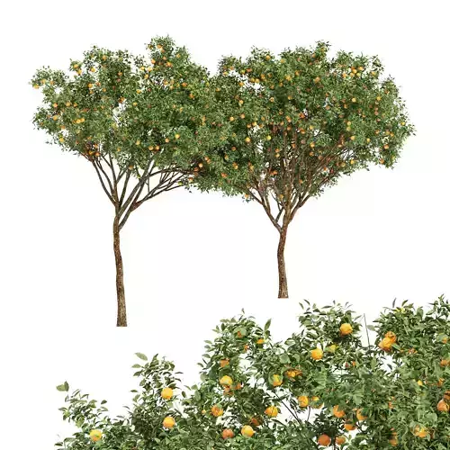 fruit-trees-orange-2 orange tree