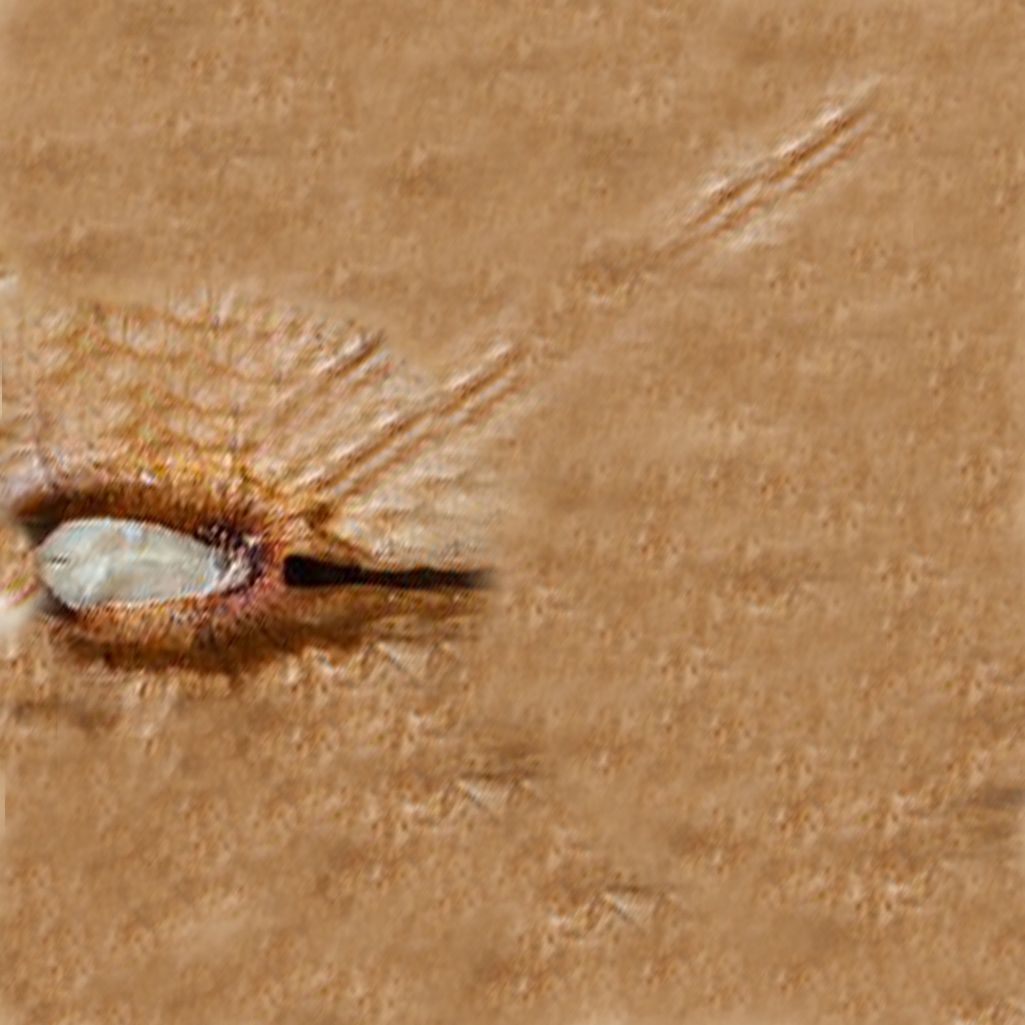 Different kinds of nuts 3D model_3