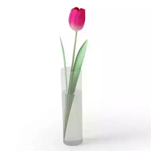Pink Tulip In A Vase 3D model