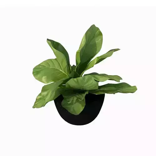 Flower ficus plant in pot