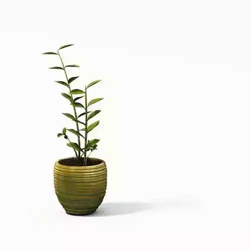 Decorative Plants In A Pot