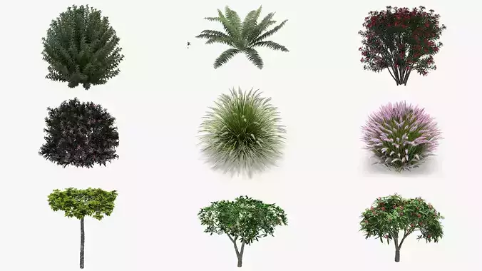 Plants Collection eucalyptus tree 3D model