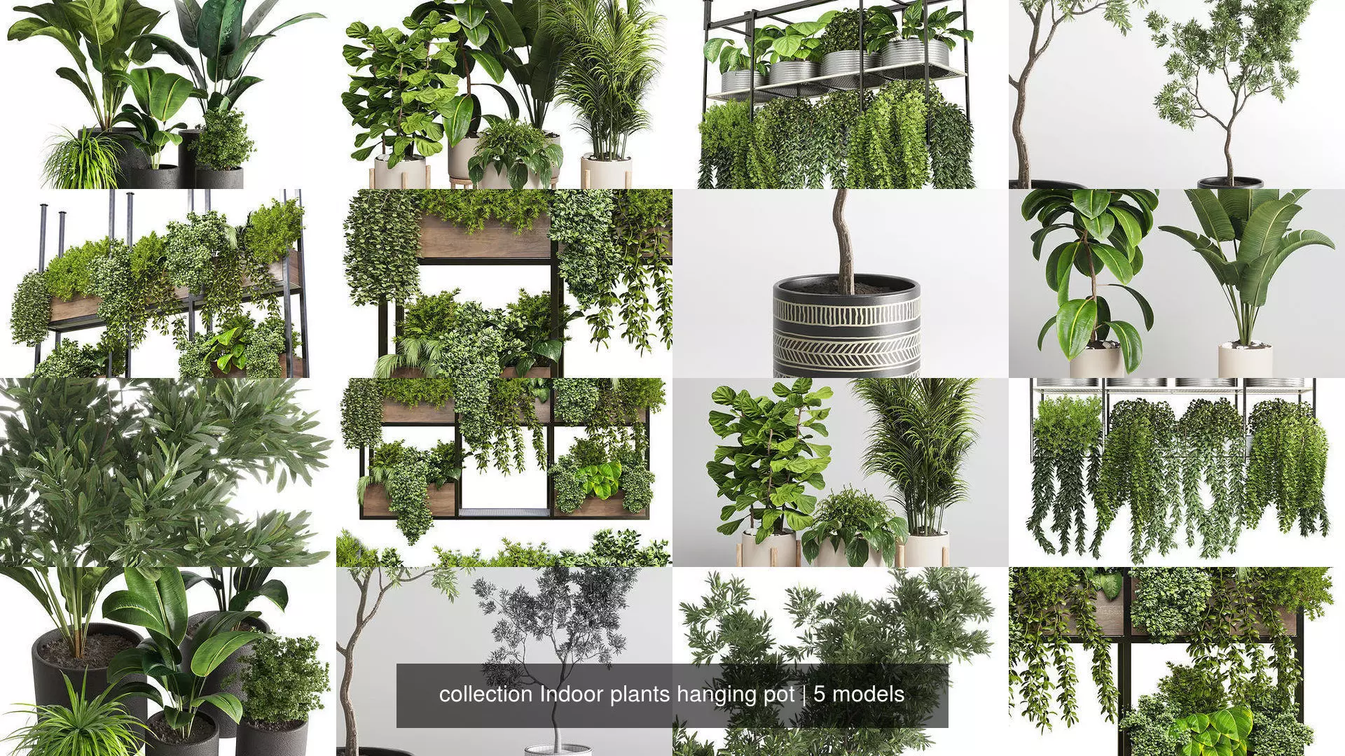 collection Indoor plants hanging pot _0