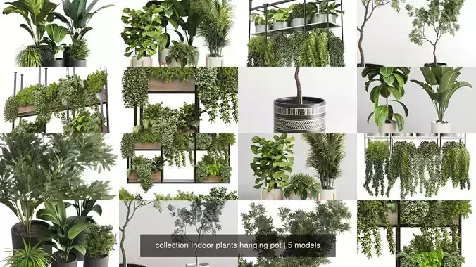 collection Indoor plants hanging pot 