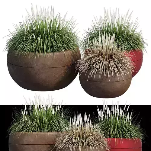 Aladin three potted grasses