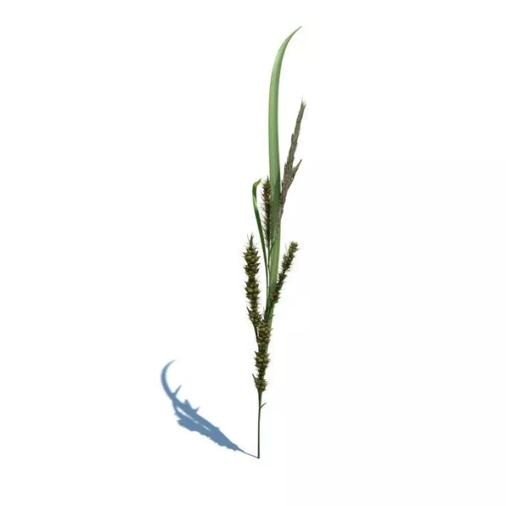 Small Plant 3D model_0