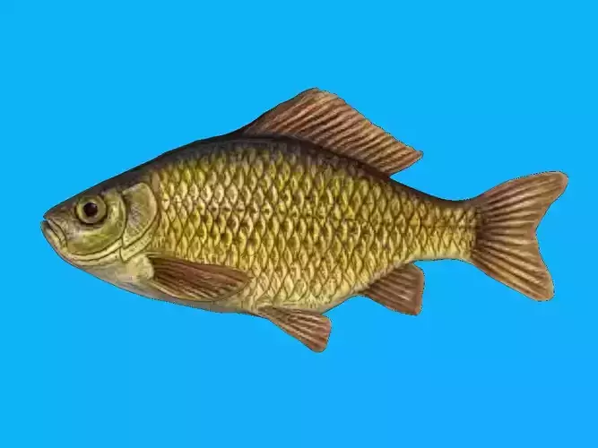 River fish - crucian carp Low-poly 3D model