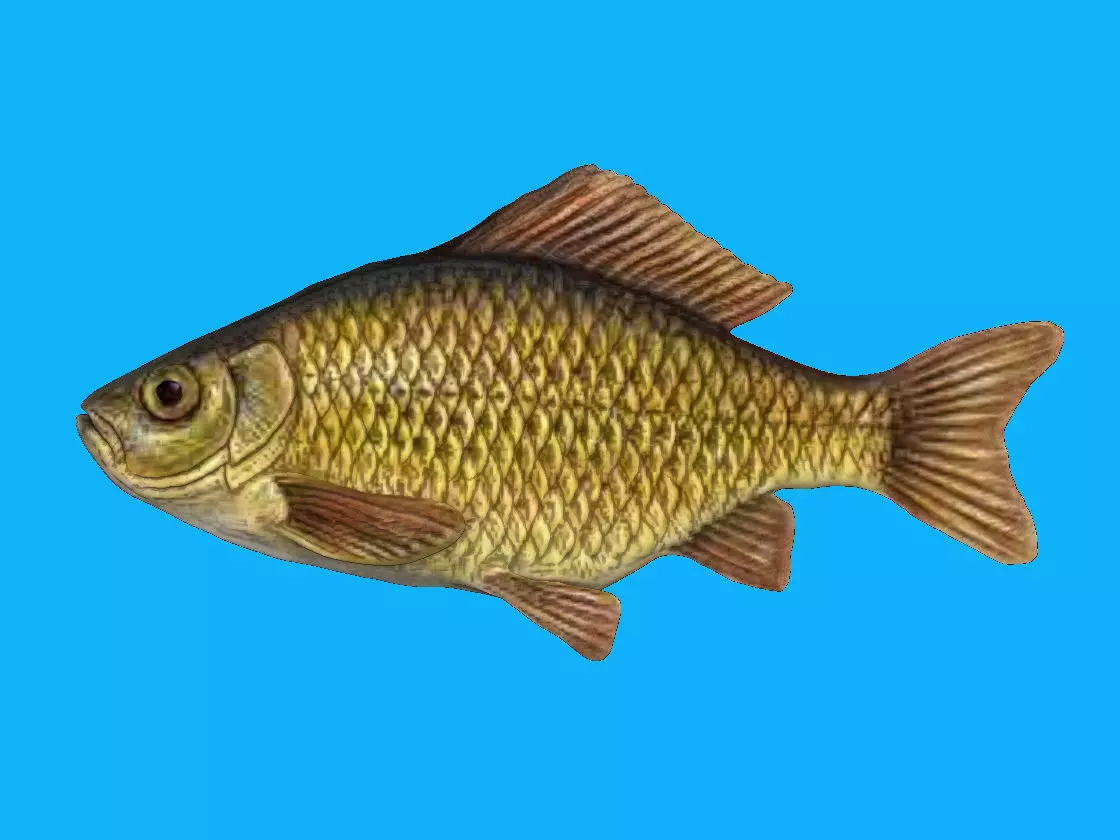 River fish - crucian carp Low-poly 3D model