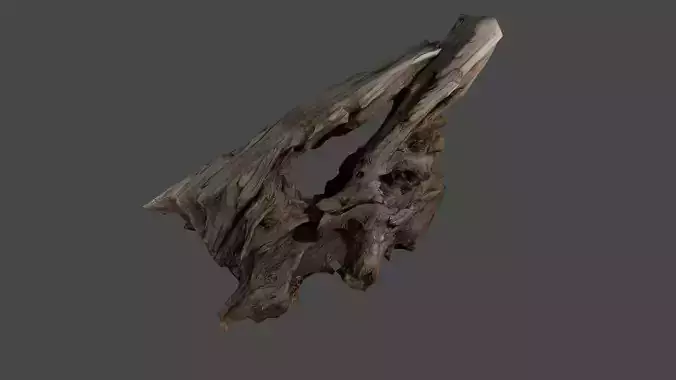 3D Scan of Tree Trunk with Peculiar Shape 3D model
