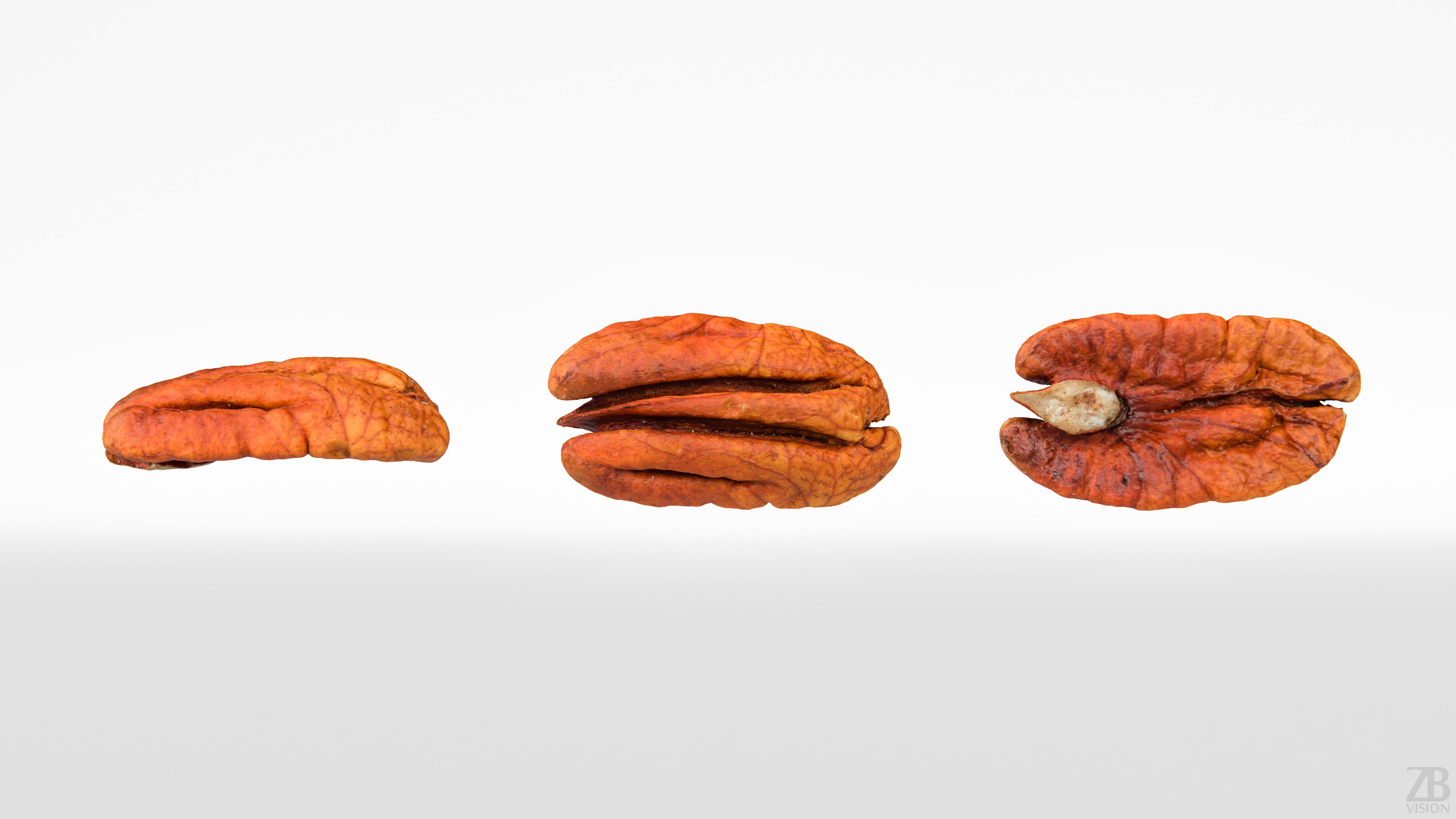 Pecan 3D model_4