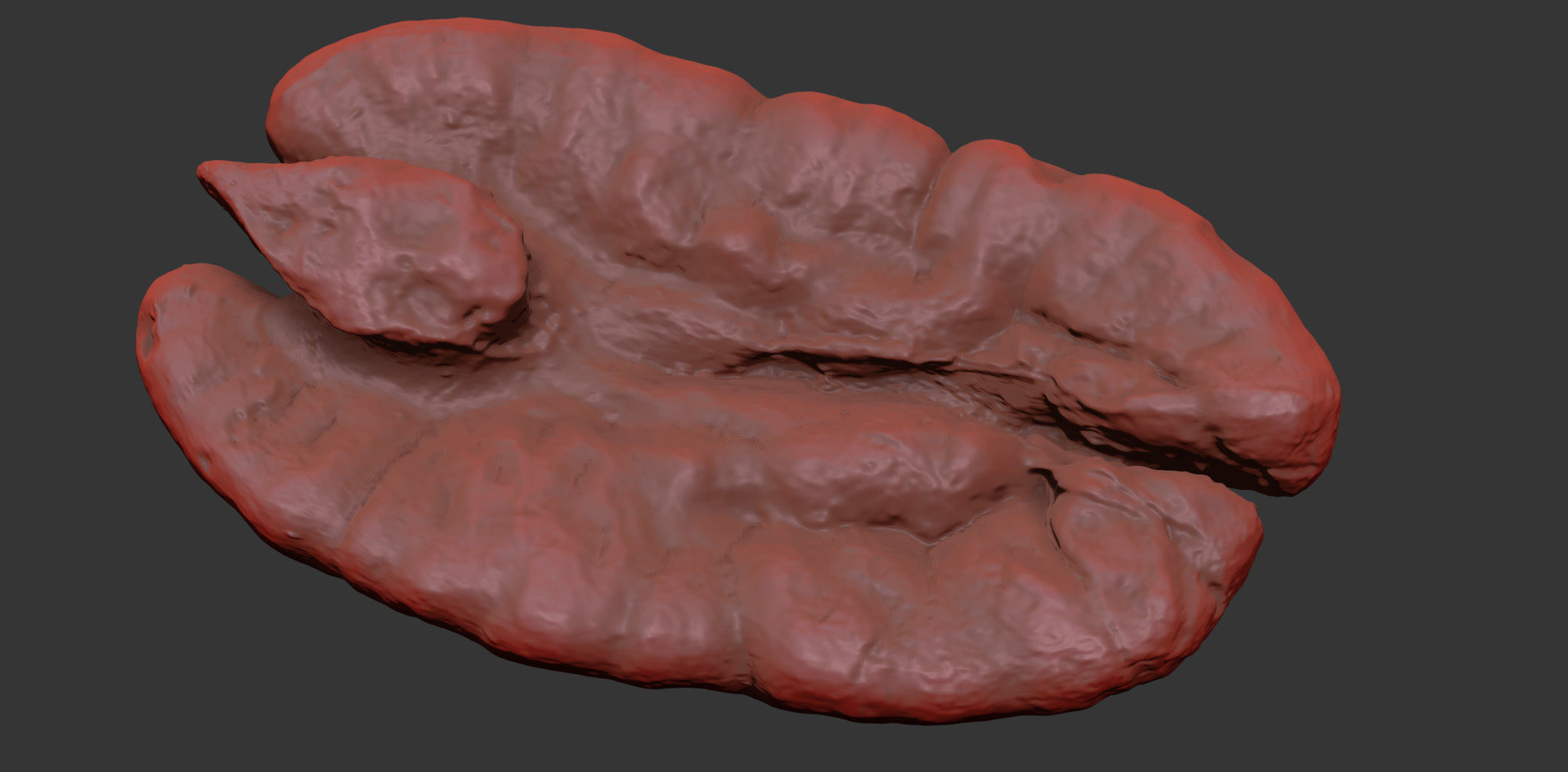 Pecan 3D model_10