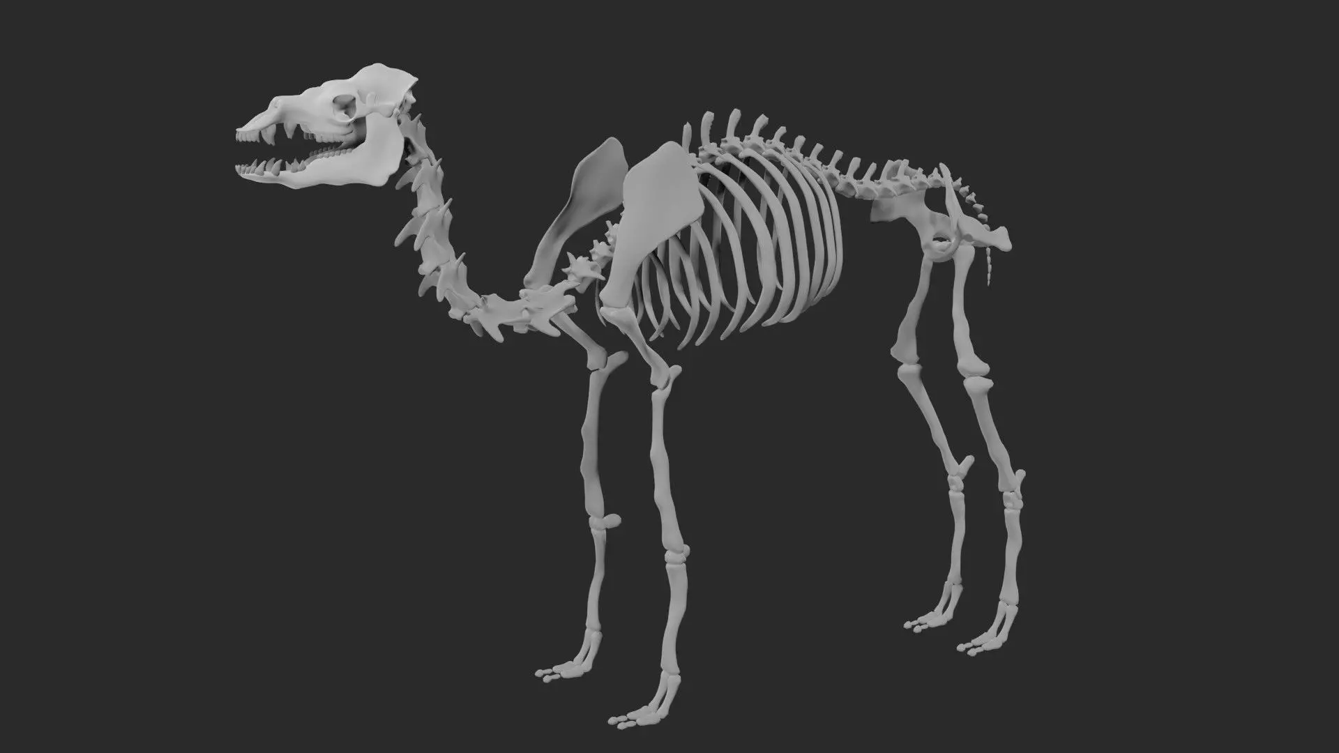 Skeleton of camel 3D model