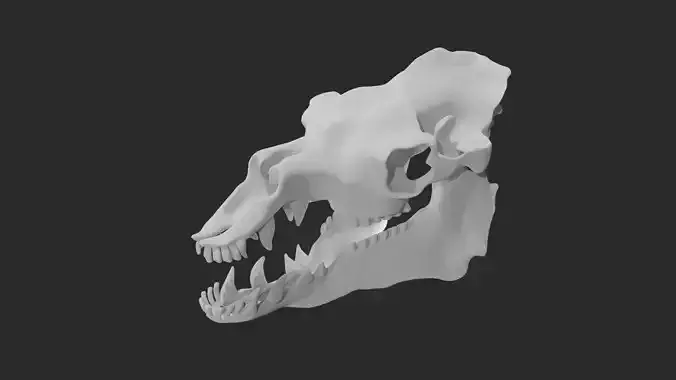 Skull of camel