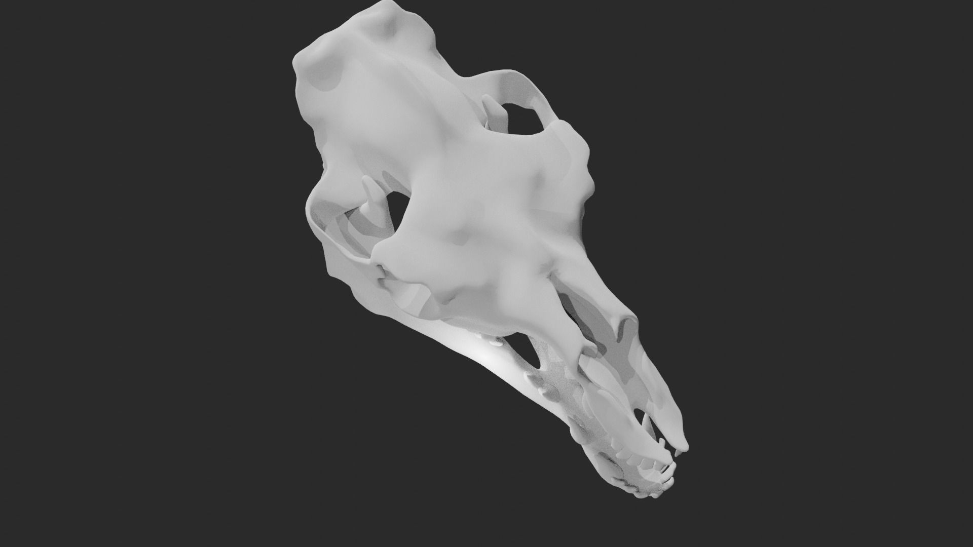 Skull of camel 3D model_1