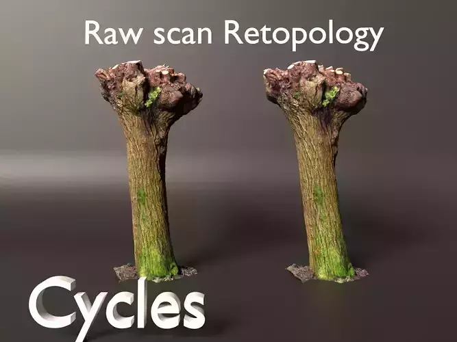 Pollard Willow Scan 3 