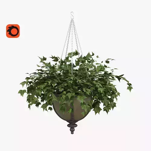 Ivy in a pot