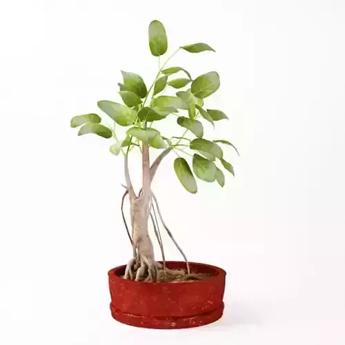 Small Green Pot Plant