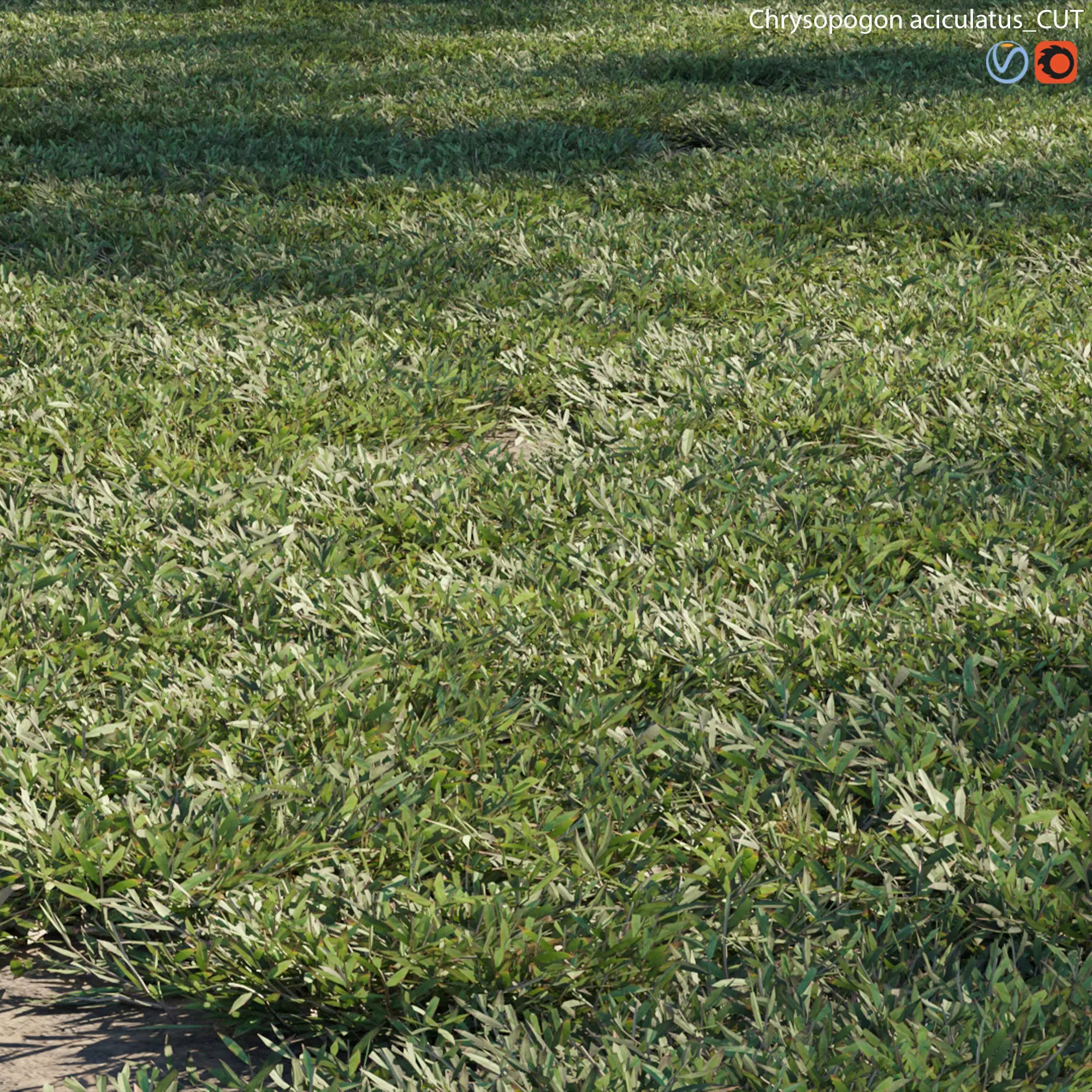 Chrysopogon aciculatus - cut 3D model_0