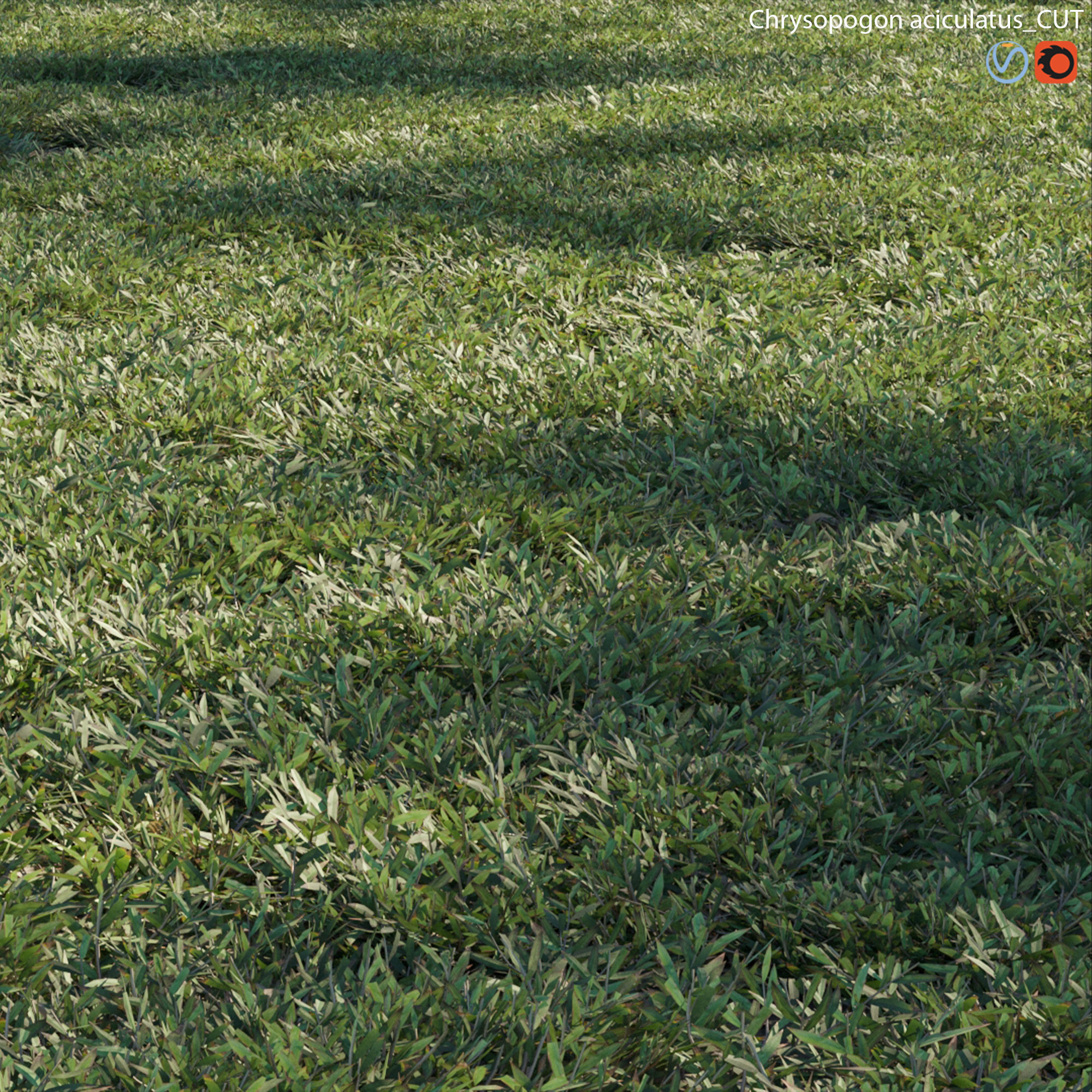 Chrysopogon aciculatus - cut 3D model_1