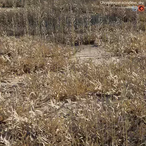 Chrysopogon aciculatus - dry 01