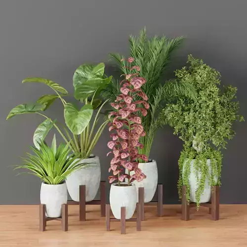 indoor plants collection vol 53