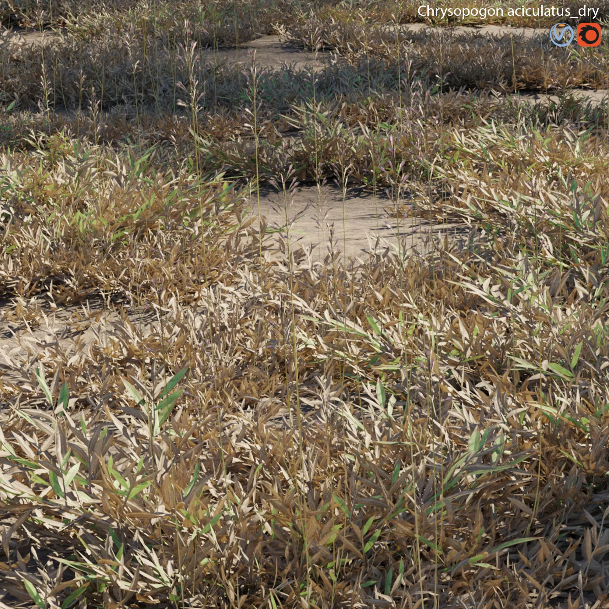 Chrysopogon aciculatus - dry 02 3D model_0