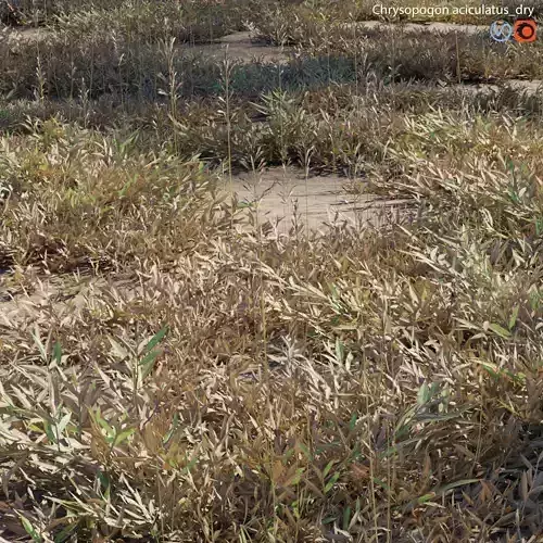 Chrysopogon aciculatus - dry 02