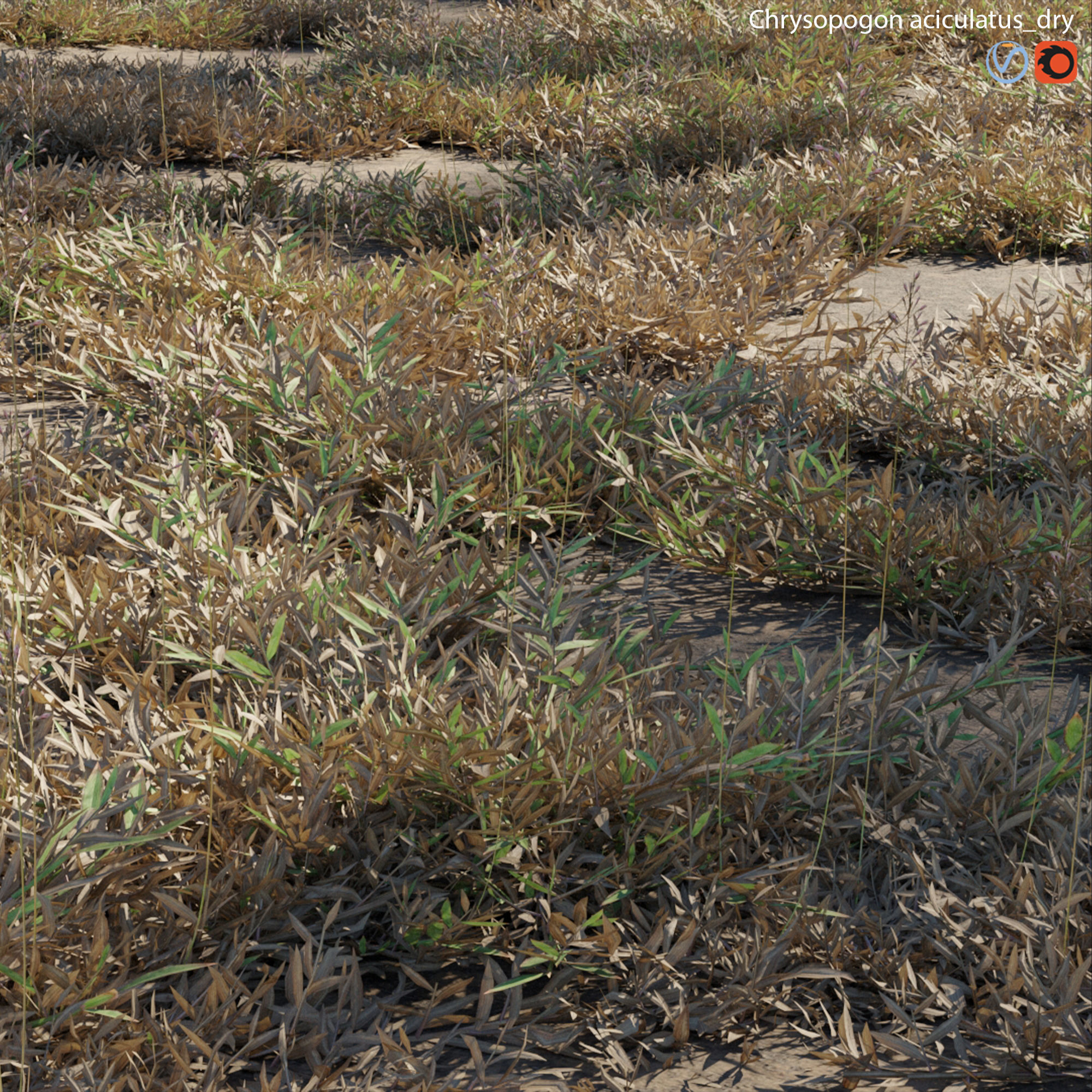 Chrysopogon aciculatus - dry 02 3D model_1