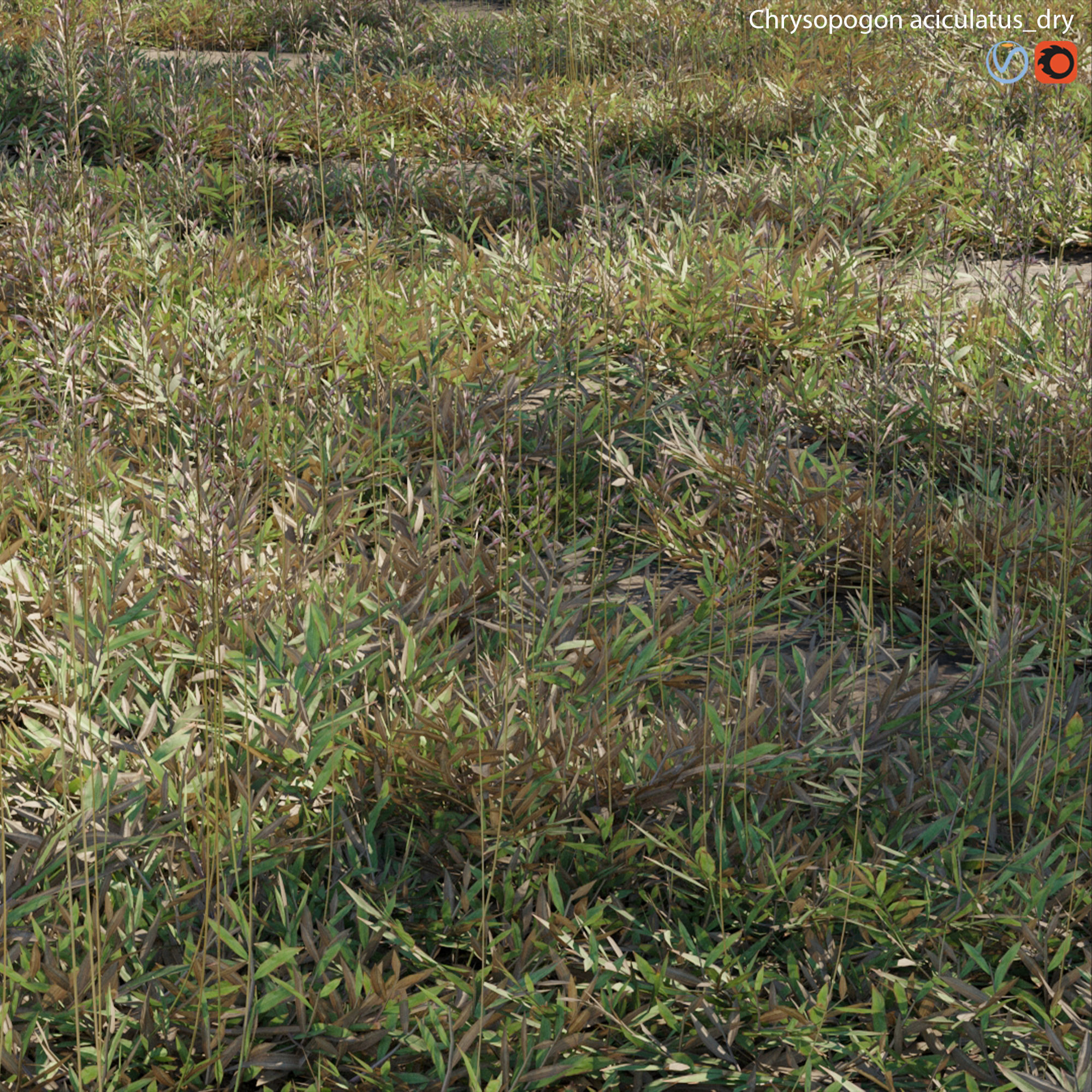 Chrysopogon aciculatus - dry 03 3D model_1