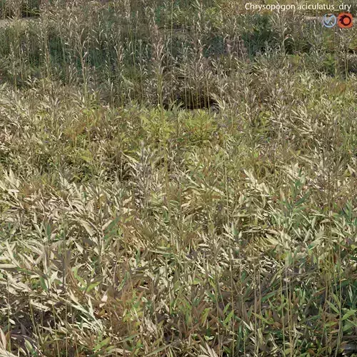 Chrysopogon aciculatus - dry 03
