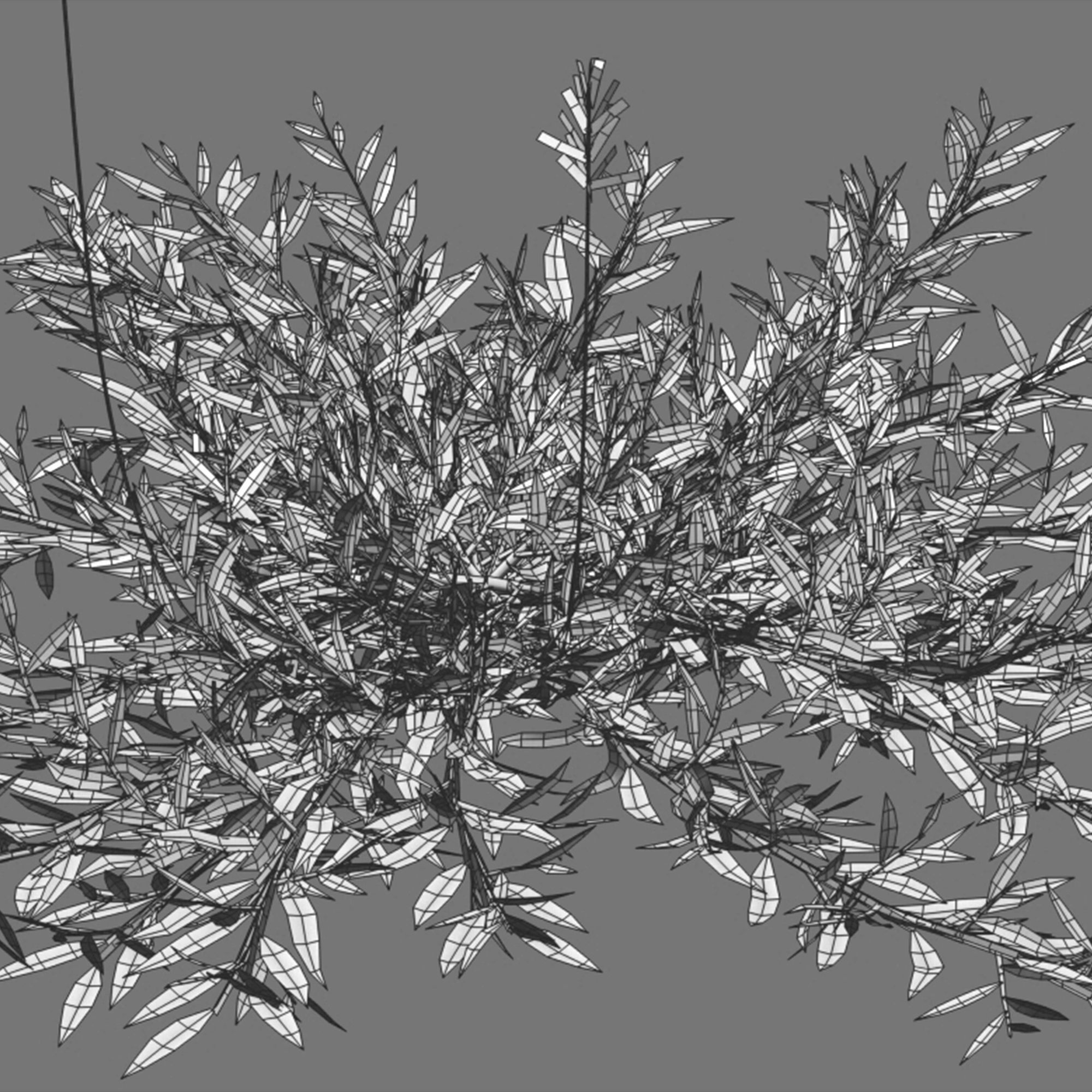 Chrysopogon aciculatus - dry 03 3D model_2