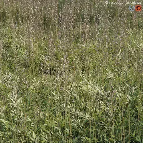 Chrysopogon aciculatus 01