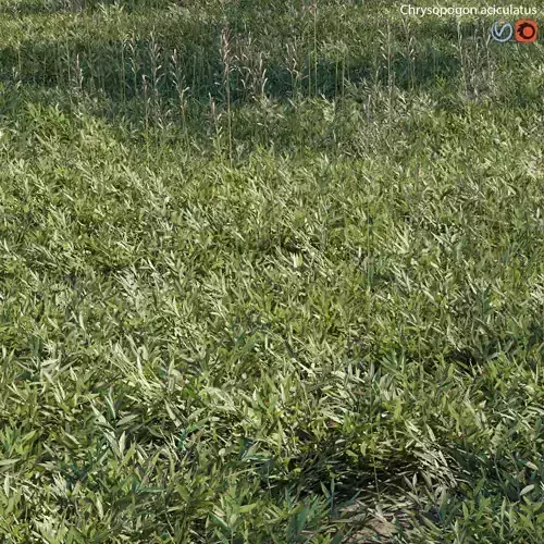Chrysopogon aciculatus 02