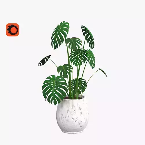 Monstera plant in pot