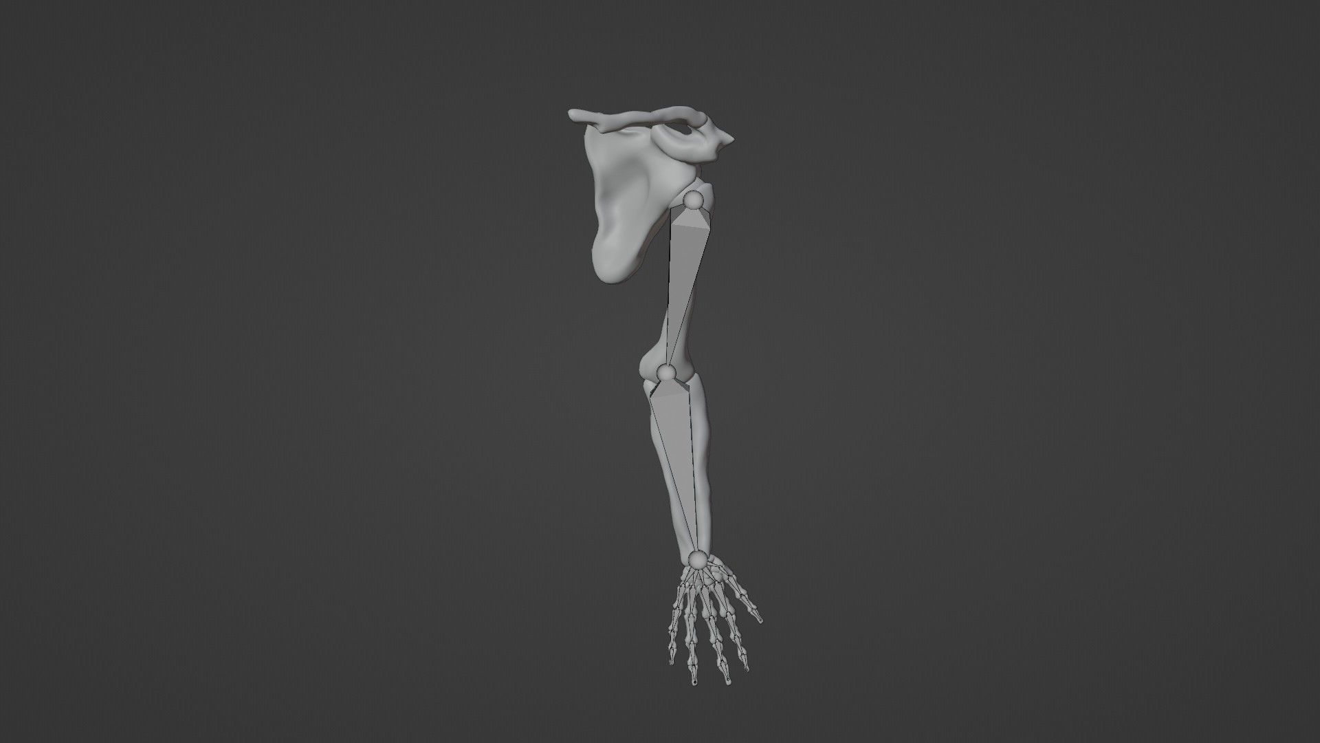 Skeletal arm 3D model_1