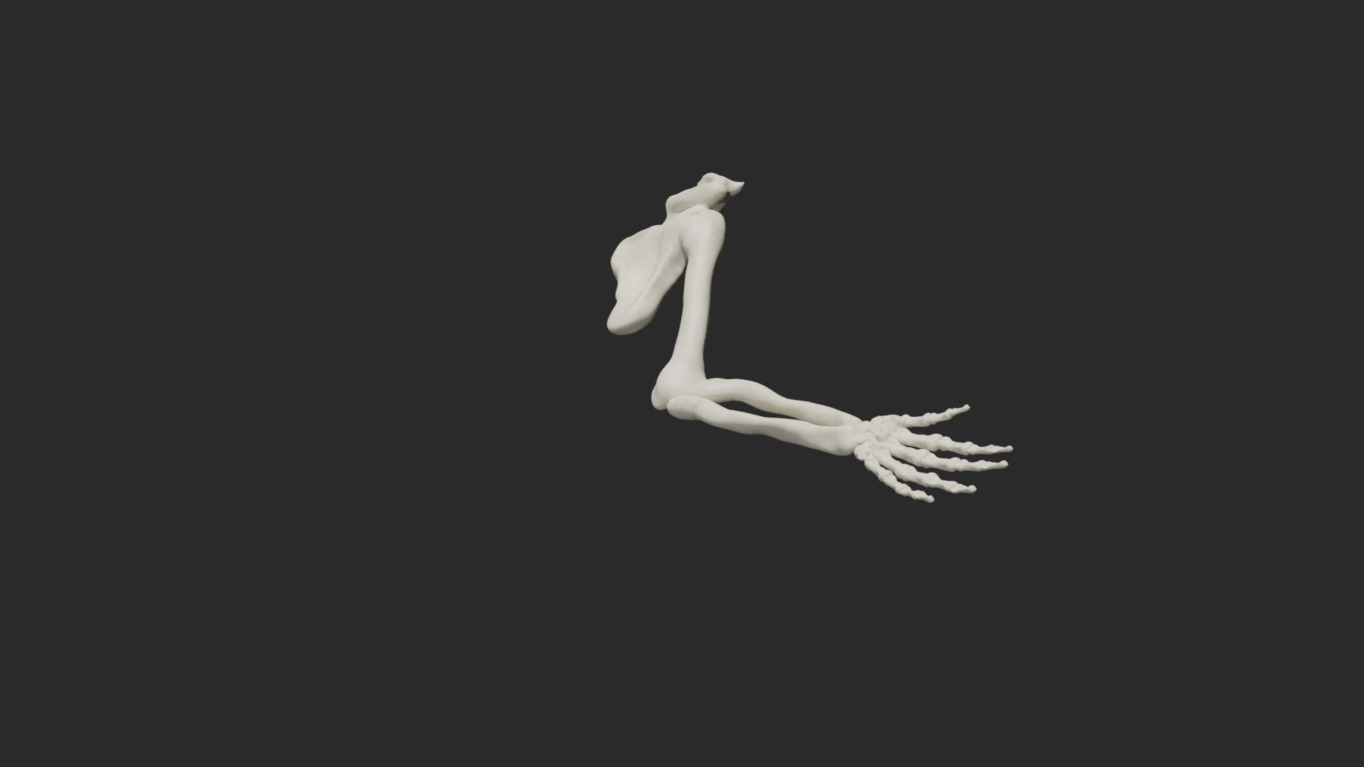 Skeletal arm 3D model_6