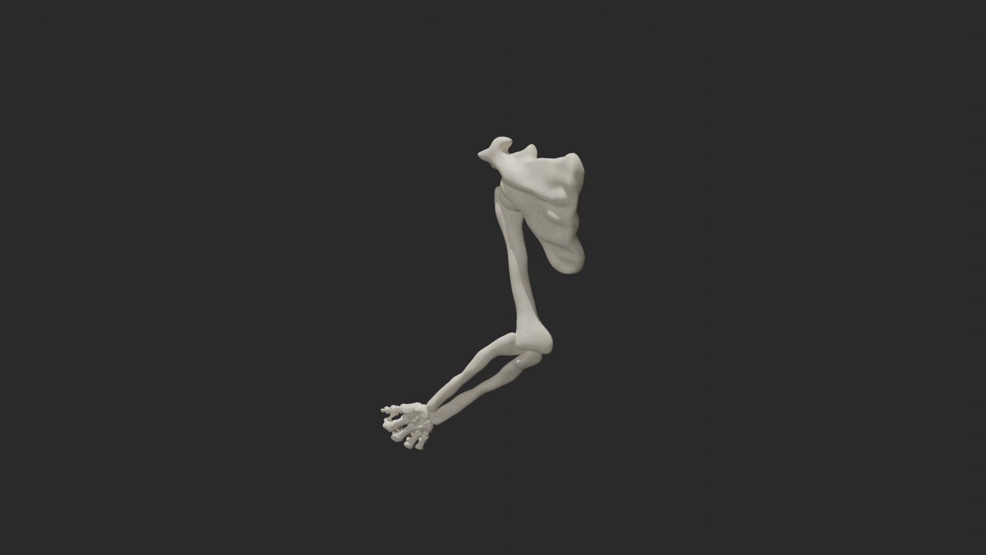Skeletal arm 3D model_9