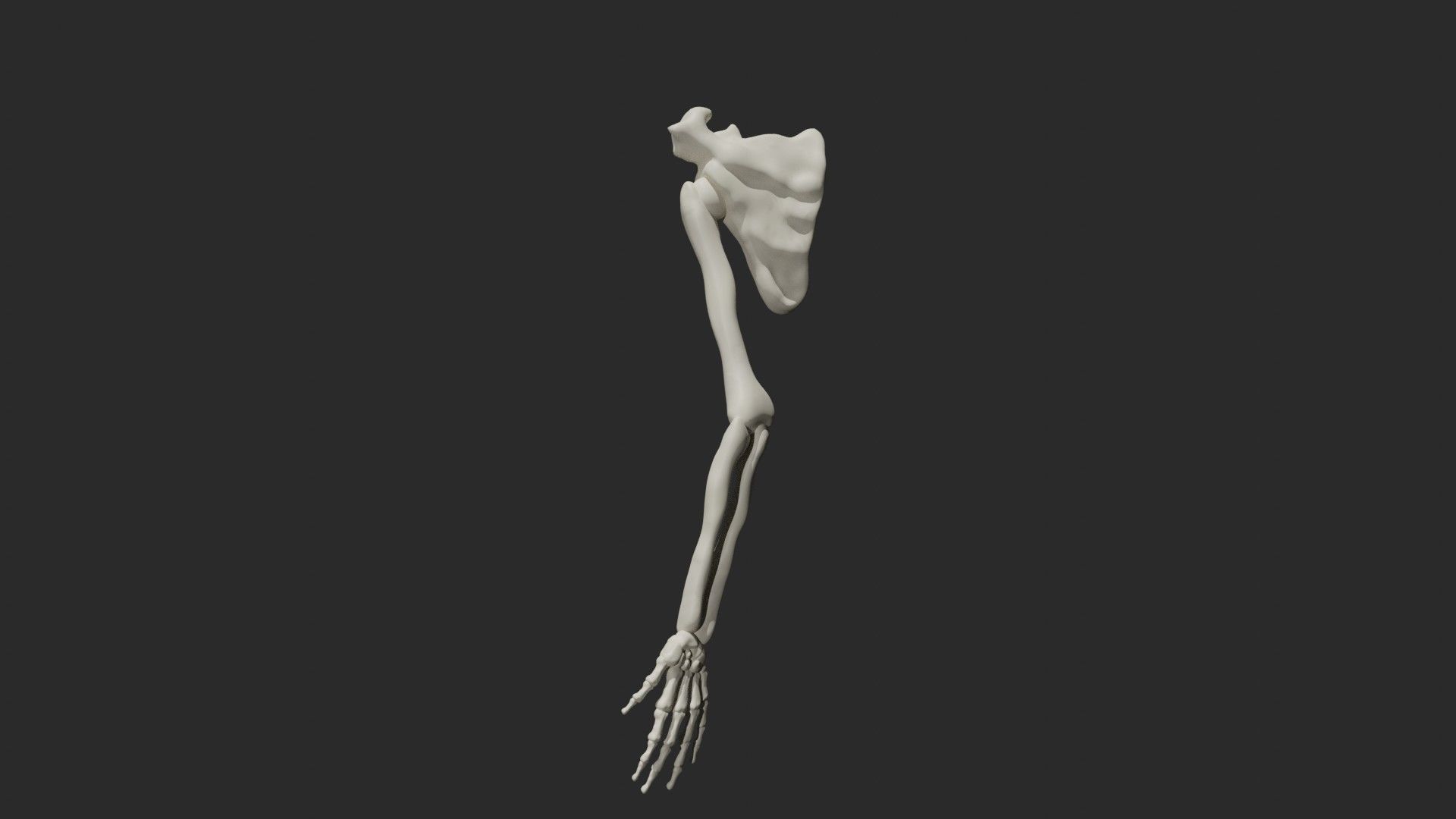Skeletal arm 3D model_3