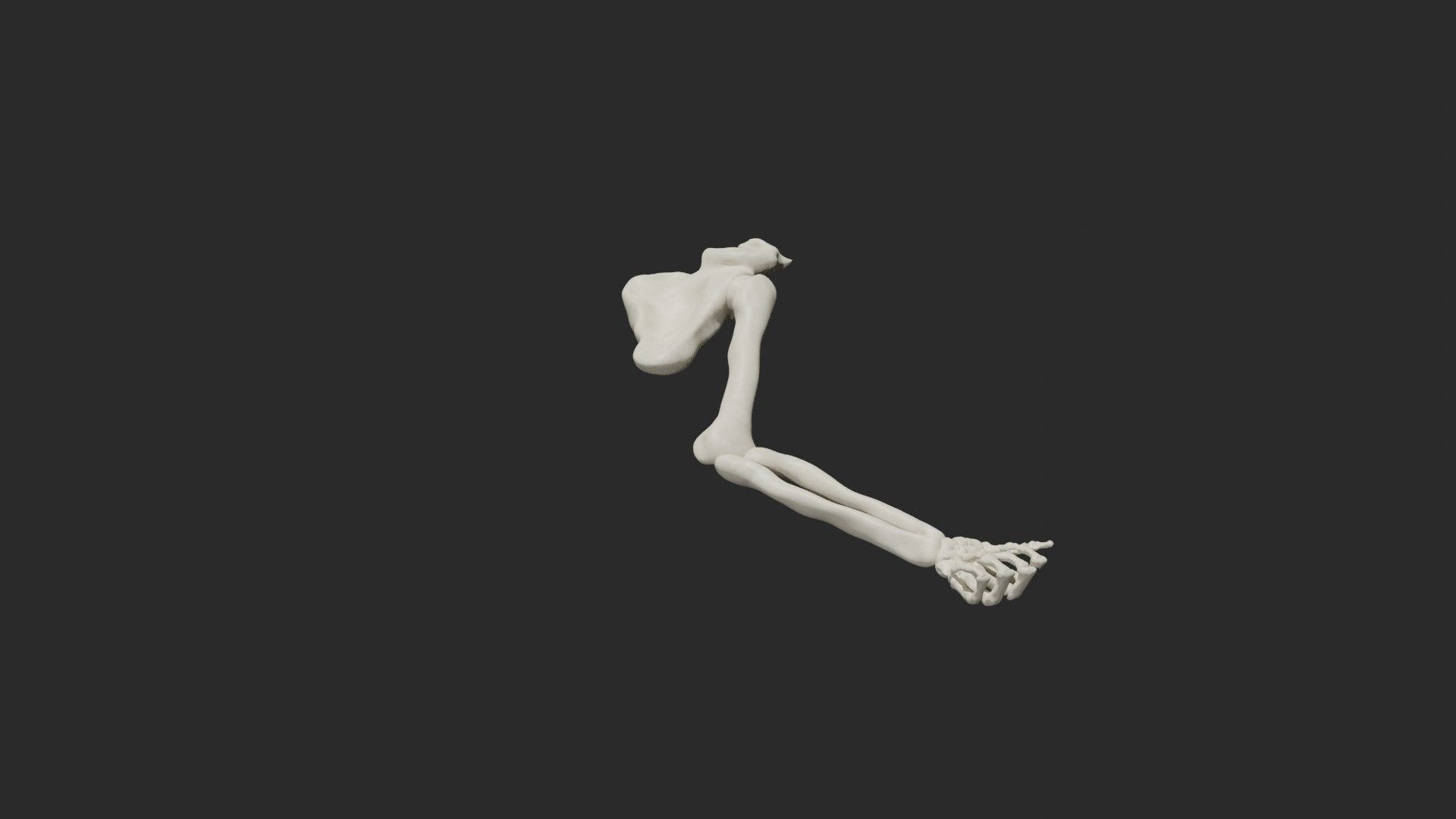 Skeletal arm 3D model_7