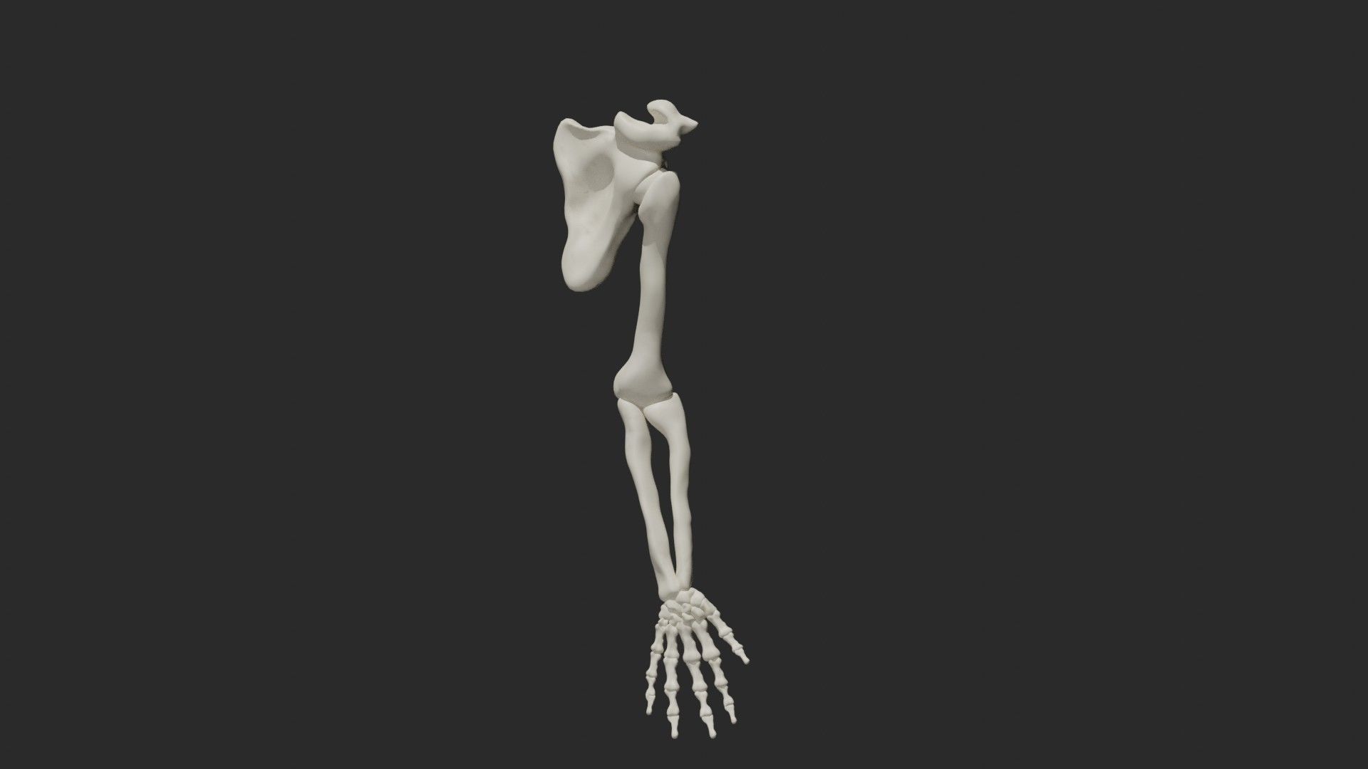 Skeletal arm 3D model_2