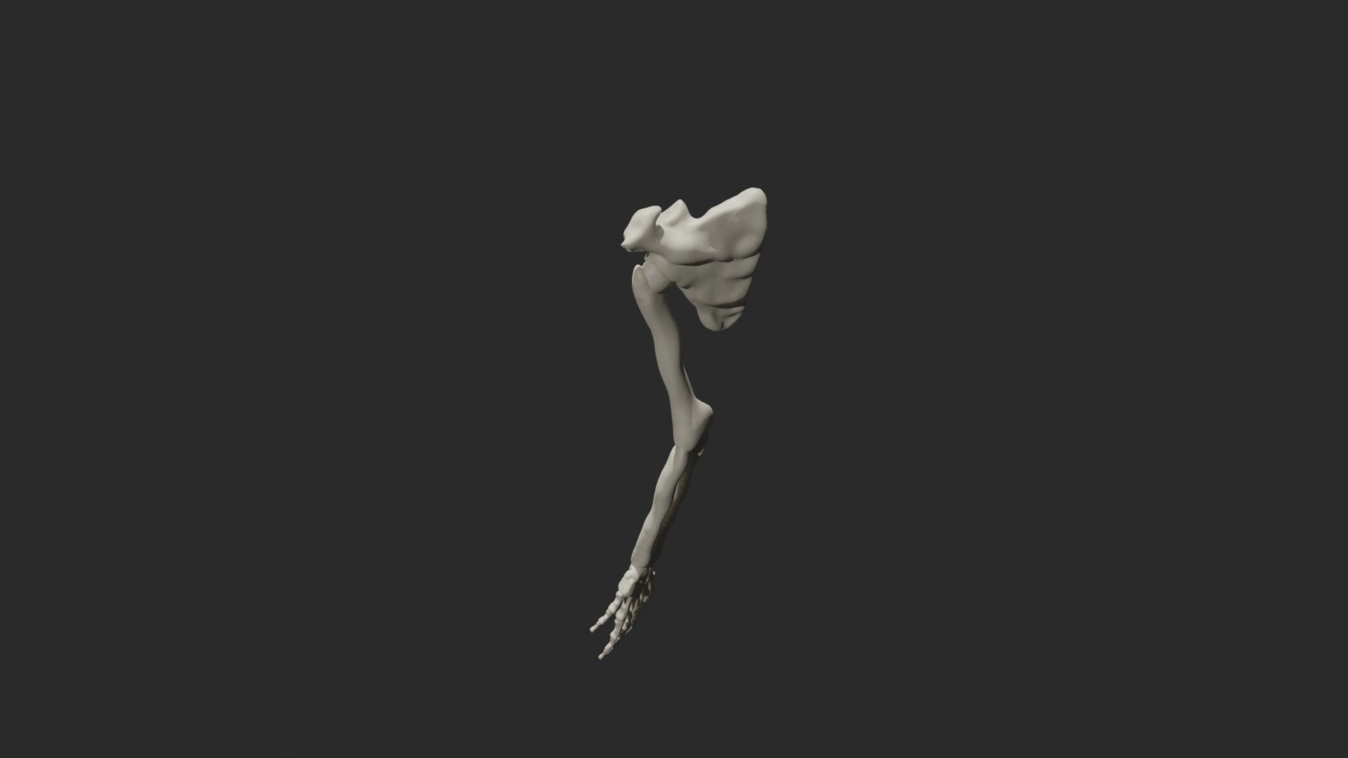 Skeletal arm 3D model_4