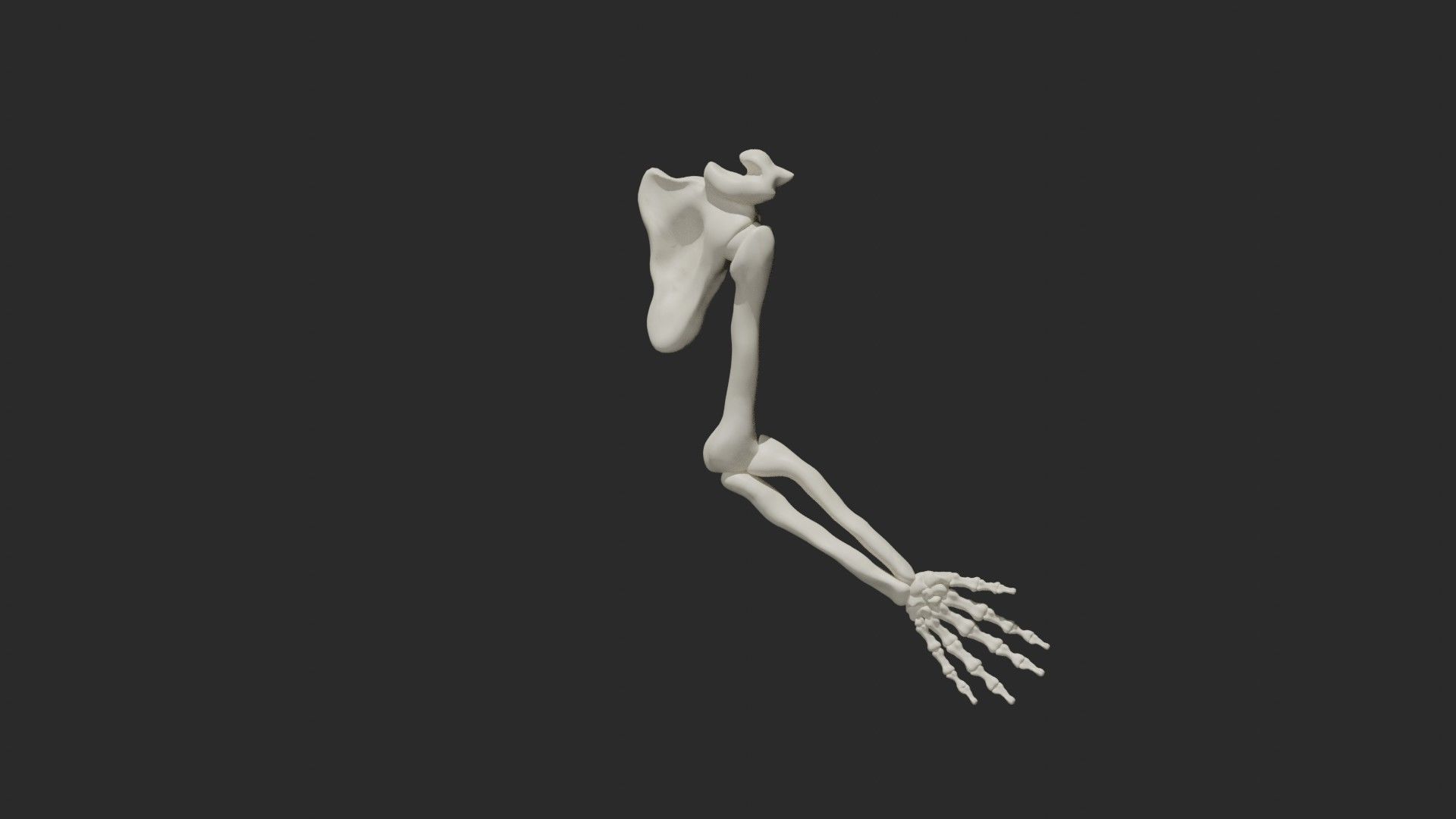 Skeletal arm 3D model_5