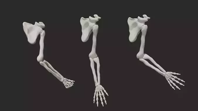 Skeletal arm 3D model