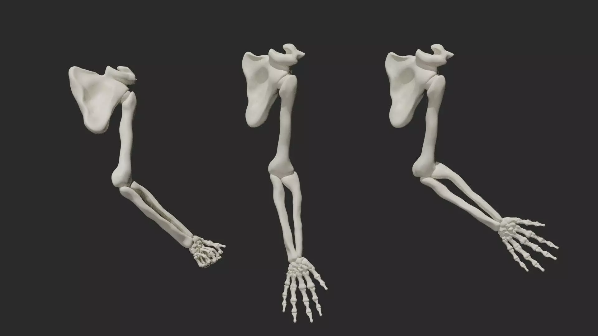 Skeletal arm 3D model_0