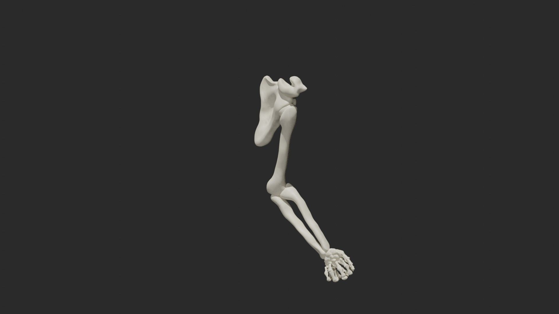Skeletal arm 3D model_8